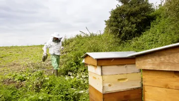 les abeilles et l'agriculture